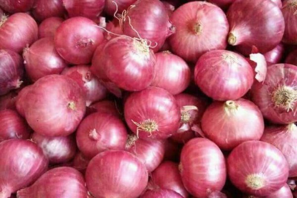 Krmp.cc onion market 2608 page pravila13